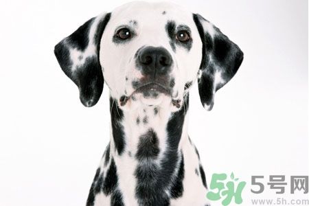 狗狗怎么训练？狗狗怎么喂养？