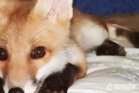 养狐狸养什么品种比较好