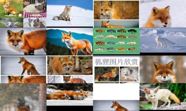 狐狸品种大全及图片