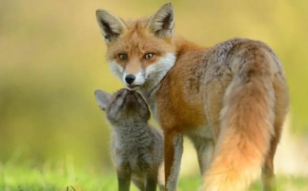 fox.jpg