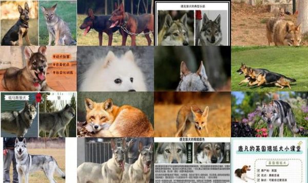 狐狸犬种和狼犬种