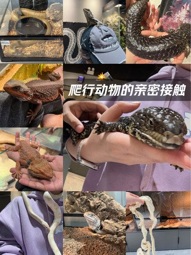西安本地超级大多种类爬宠馆