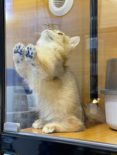 西安治愈地，小猫咪你在看什么？？