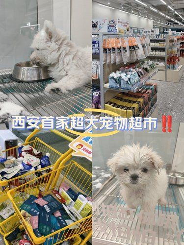 西安首家九百多平宠物乌托邦~