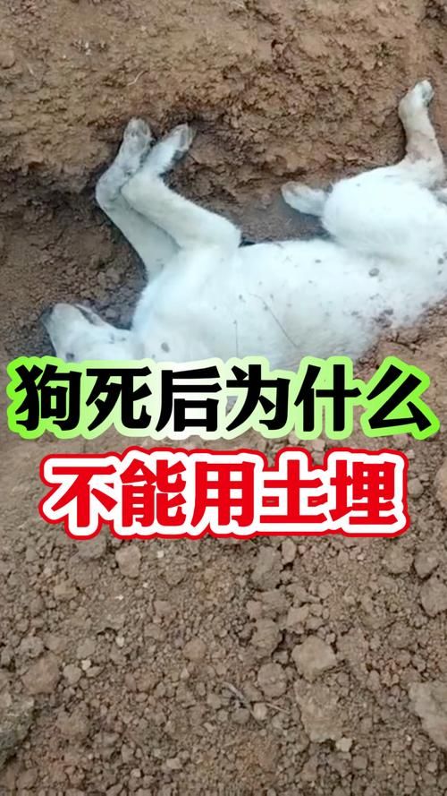 爱犬去世如何安葬