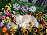 上海宠物殡葬 宠物火化殡葬