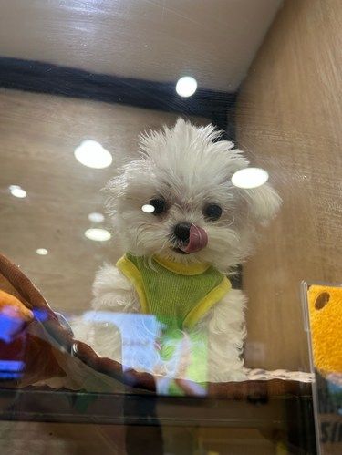 这家的小宠物真的是快萌死我了