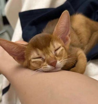 谁懂啊！挖到一家把阿比西尼亚猫养得超绝的神仙