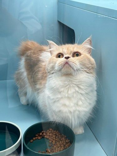 为什么都推荐三萌猫舍？