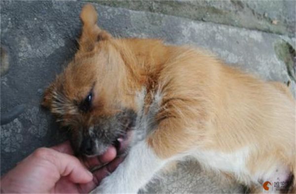 宠物狗呕吐是什么原因 正常吗