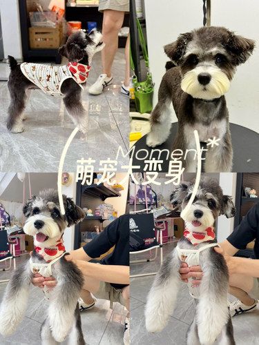 我家萌宠的新造型