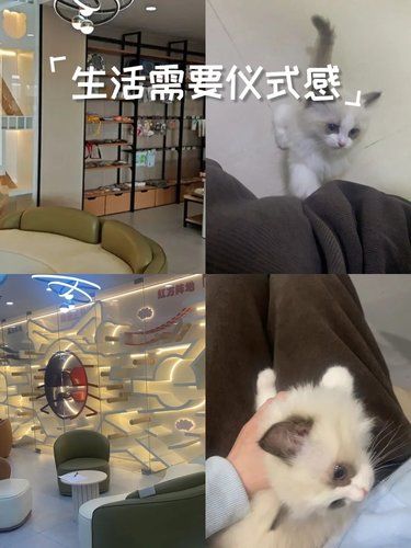 专业呵护小喵皮