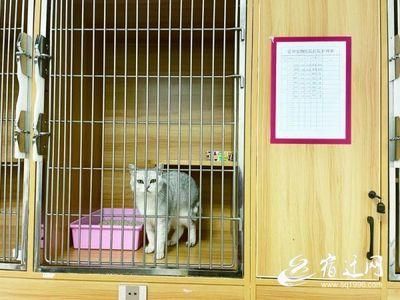 如何查询附近哪里有狗狗宠物店 查询附近狗狗宠物店的方法