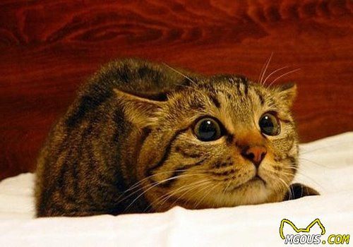 猫咪登机需要哪些手续