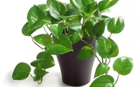 夏天绿萝怎么养才能更旺盛？防止植株休眠是关键~