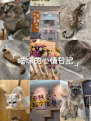 【五星推荐！治愈系猫咖与生活美学的完美结合】