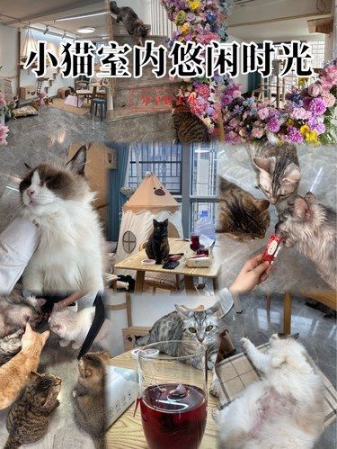 猫咪的梦乡时光
