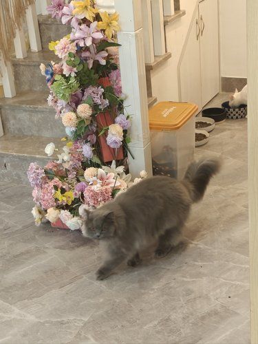 猫！妙不可言