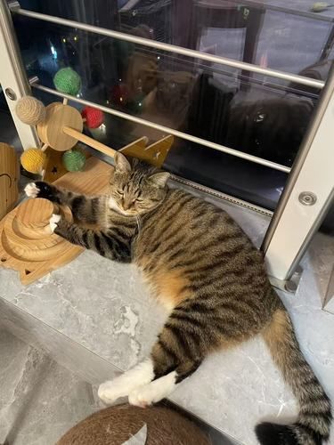在莆田要去一次的猫咖