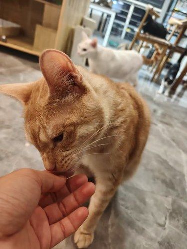 在正荣两个人可以玩一天的猫咖