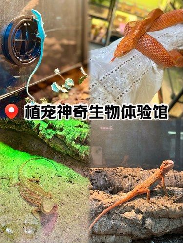 周末去哪玩之植宠体验馆，就在世贸城市广场！