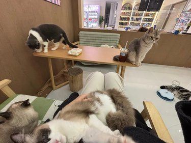 你喜欢哪一只