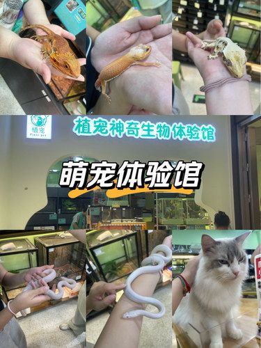 心动萌宠萌萌哒