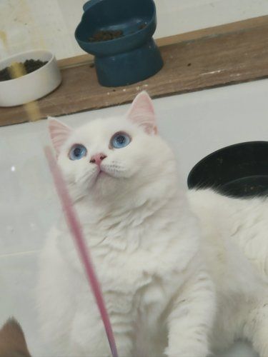这个世界上不能没有小猫咪！