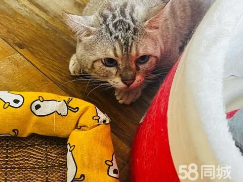 盐城宠物赠送/领养·盐城免费领养 无偿