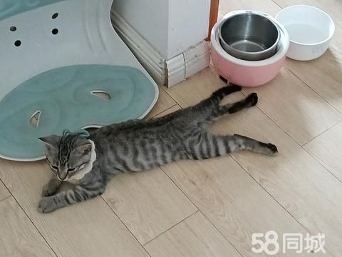 盐城宠物赠送/领养·健康活泼粘人可爱的小公猫咪，三个多月，美短和狸猫的串串，寻爱猫人士免费