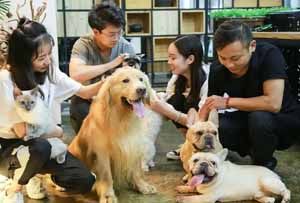 全国宠物公司企业名录