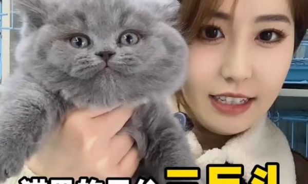 宠物猫的繁殖周期及注意事项（揭秘宠物猫繁殖的奥秘和养育之道）