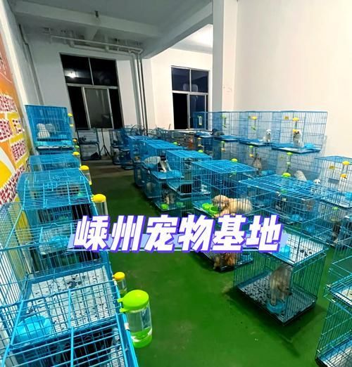 宠物猫的繁殖周期及注意事项（揭秘宠物猫繁殖的奥秘和养育之道）