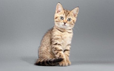 千万个心理为什么：猫与主人的故事，揭秘认知差异和解决之道