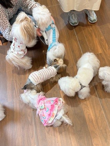 狗狗聚会