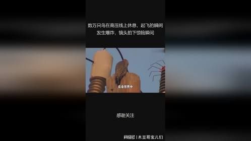 数万只鸟在高压线上休息，起飞的瞬间发生爆炸，镜头拍下惊险瞬间