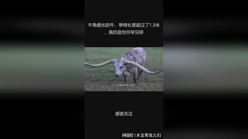 牛角最长的牛，单根长度超过了1.3米，真的是世所罕见呀