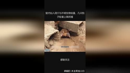 猎犬钻入洞穴与不明生物较量，几只狗子轮番上阵抓捕