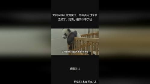 大熊猫躲在墙角哭泣，饲养员走过来被惊呆了，我滴小祖宗你干了啥