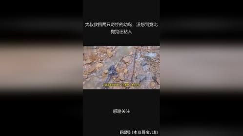大叔救回两只奇怪的幼鸟，没想到竟比狗狗还粘人