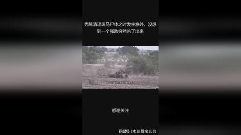 秃鹫清理斑马尸体之时发生意外，没想到一个强敌突然杀了出来