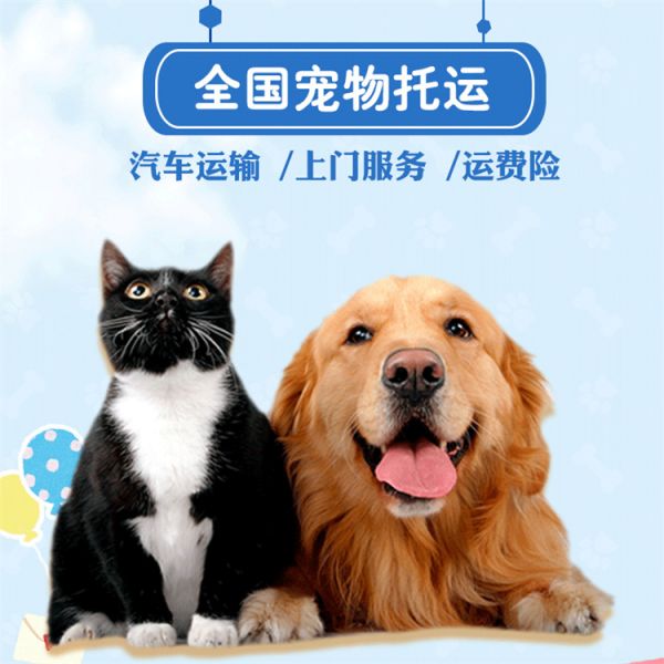 新干正规托运-靠谱猫咪狗狗搬家运输可到达任意城市