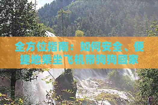 全方位指南：如何安全、便捷地乘坐飞机带狗狗回家