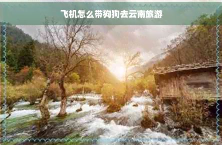 飞机怎么带狗狗去云南旅游