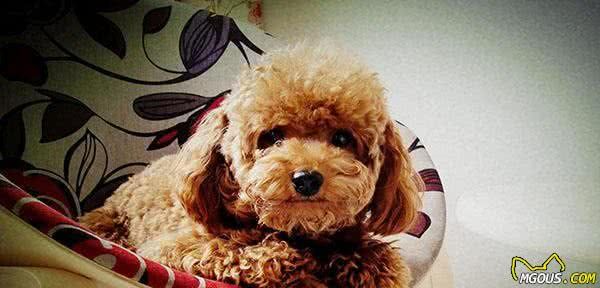 想要实现有狗的梦想？这篇告诉你购买狗狗的几种途径