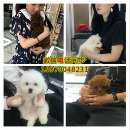 成都哪里可以买狗狗