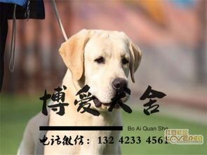 深圳可以在哪里买狗狗
