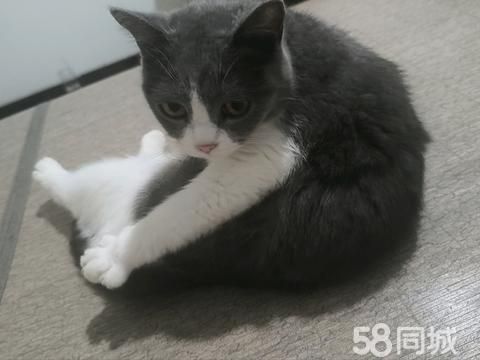 瑞安宠物赠送/领养·找个对它好的主人。