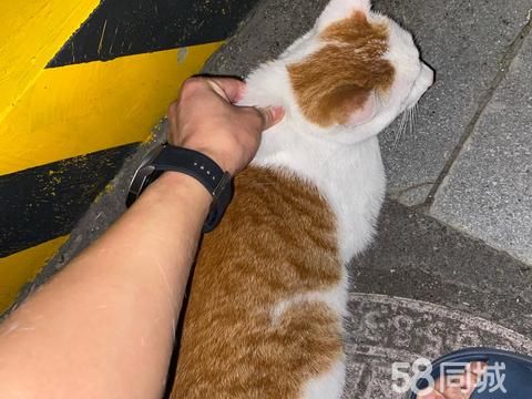 瑞安宠物赠送/领养·大猫免费送、公的、很乖顺、不认生、要的联系