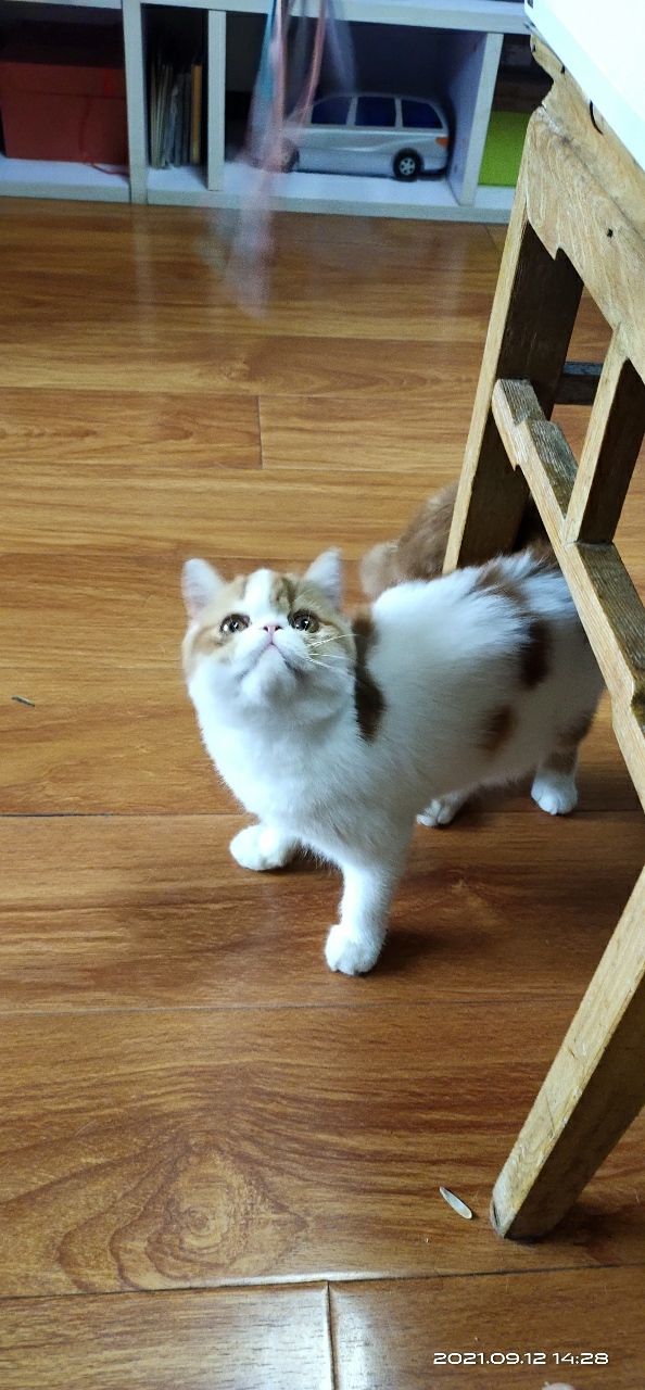 自家健康成长的加菲猫求富养